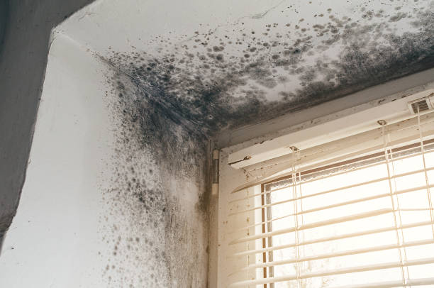 Affordable Mold Remediation solutions in Belvidere, NJ